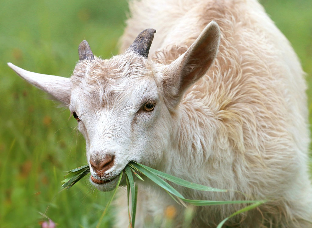 Pequeno cabrito comendo grama (capim).